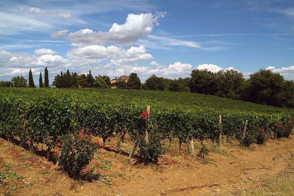 Brunello di Montalcino, vino della Toscana