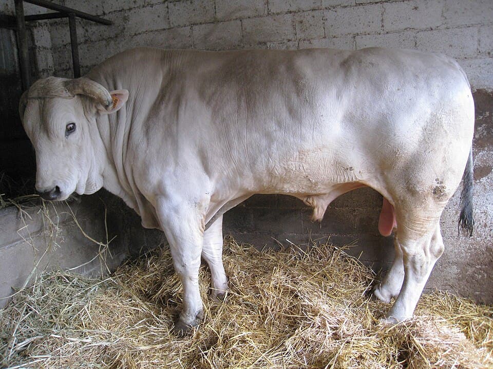 Chianina, salume della Toscana