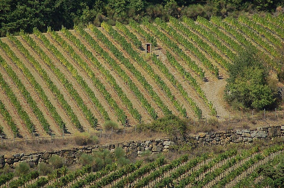 Chianti Classico, vino della Toscana
