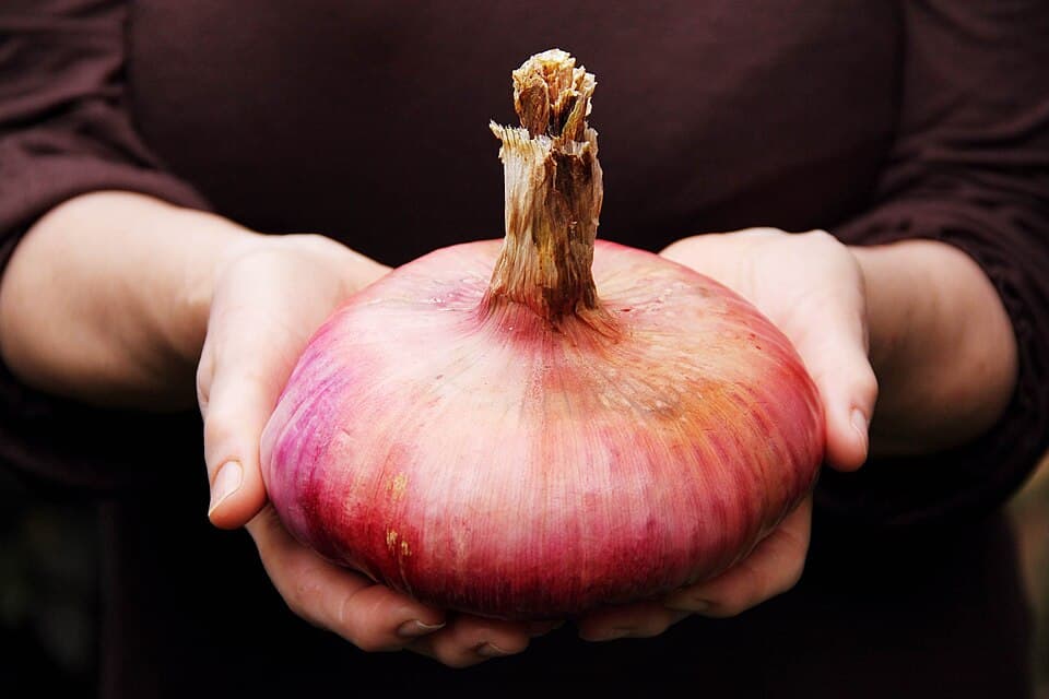Cipolla rossa di Acquaviva delle Fonti, prodotto della Puglia