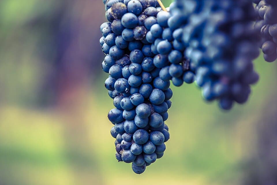 Lambrusco, vino dell'Emilia-Romagna