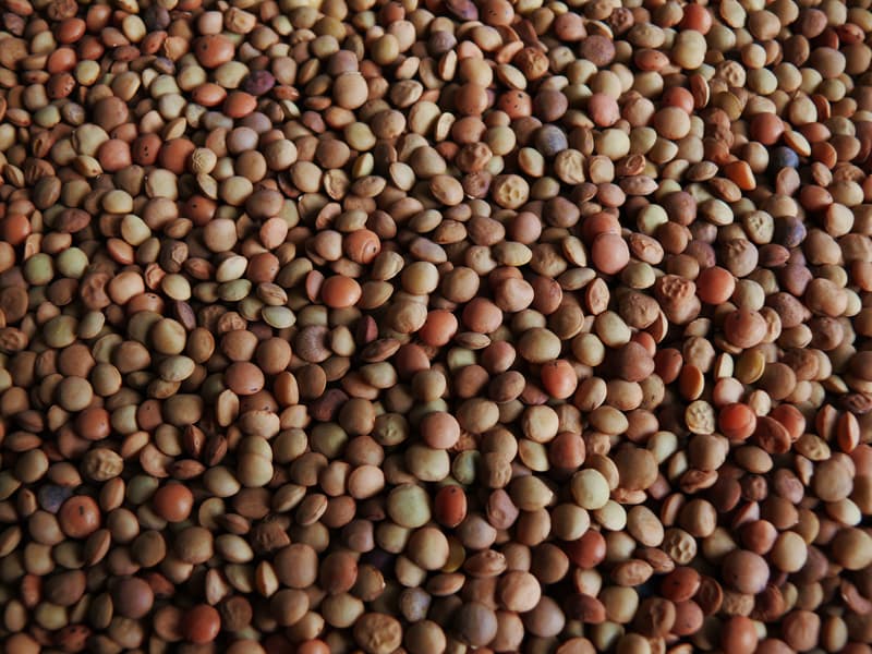 Lenticchie di Castelluccio, prodotto dell'Umbria