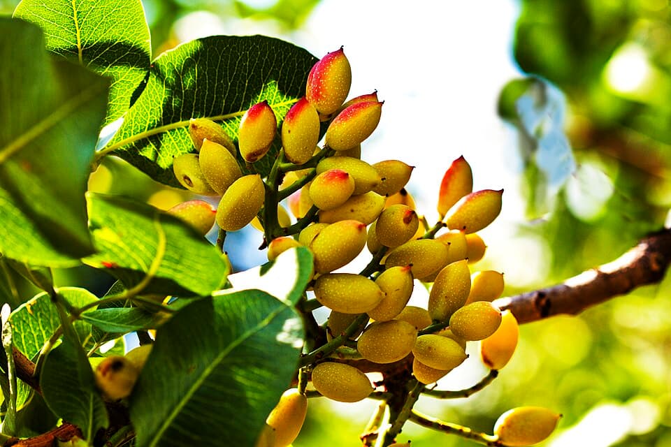 Pistacchio di Bronte, prodotto della Sicilia