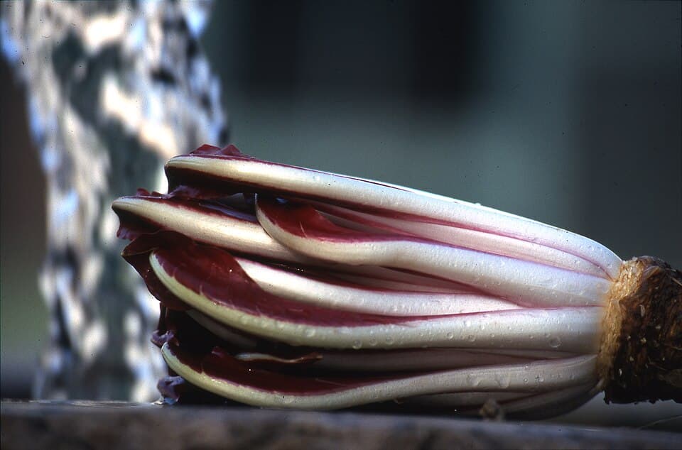 Radicchio Rosso di Treviso, prodotto del Veneto