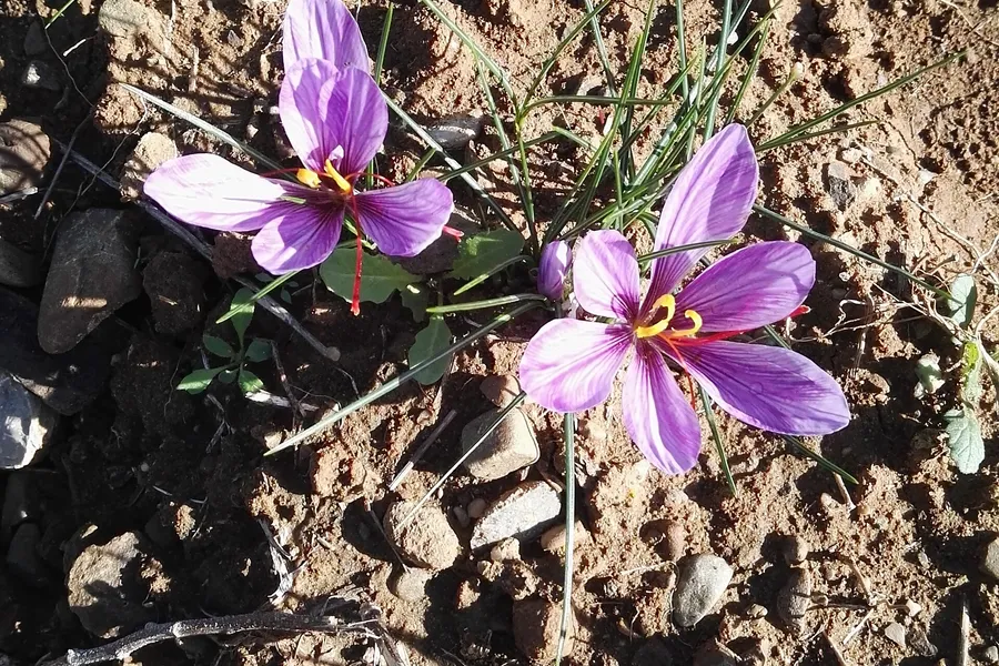 Due fiori di Crocus sativus aperti sulla terra, con gli stimmi rossi in vista