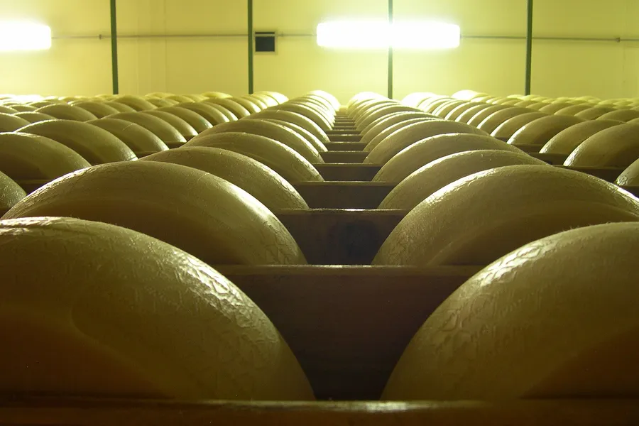 File di forme di formaggio in stagionatura su lunghe scalere