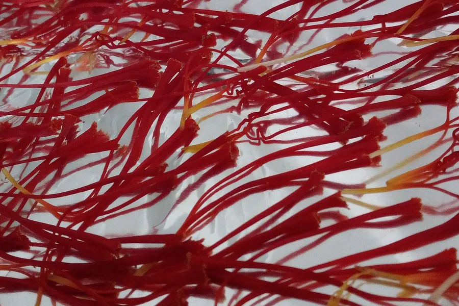 Stimmi di zafferano appena separati dal fiore, rosso acceso su fondo chiaro