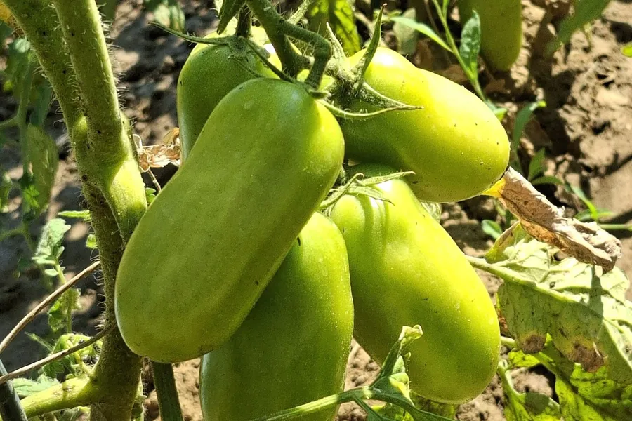 Pomodori San Marzano ancora verdi sulla pianta
