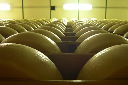File di forme di formaggio in stagionatura su lunghe scalere