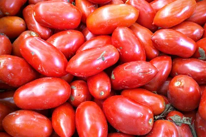 Pomodori San Marzano maturi, allungati e rossi, ammucchiati dopo la raccolta
