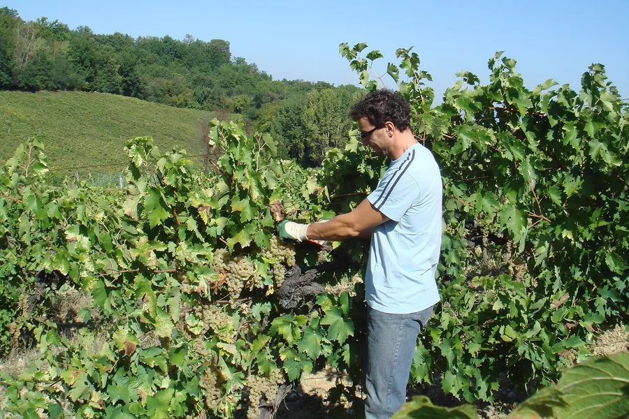 Un vendemmiatore stacca un grappolo fra i filari, con le colline sullo sfondo