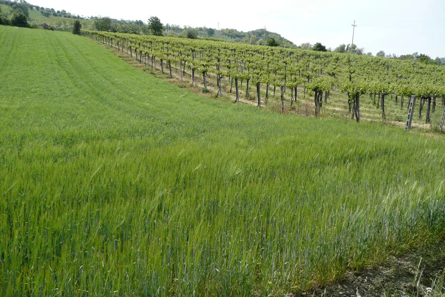 Un vigneto a Controguerra, in Abruzzo, al margine di un campo di grano
