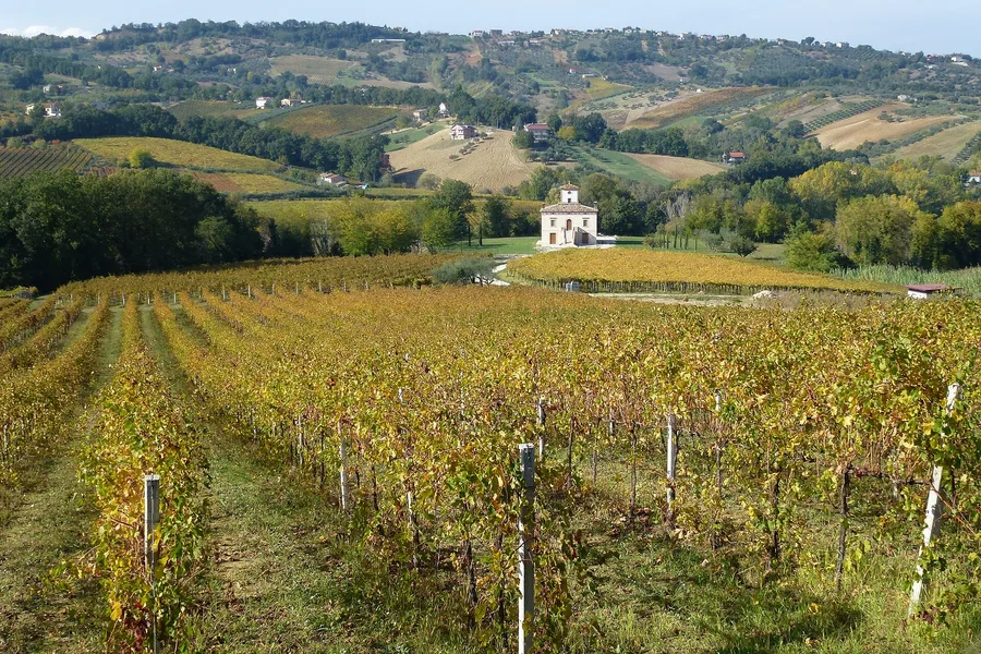 Filari di vite dorati in autunno sulle colline della Val di Foro, in provincia di Chieti