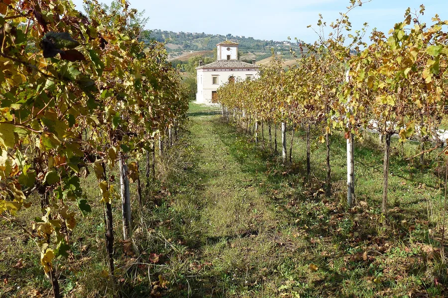 Filari di vite con le foglie gialle in autunno, davanti a una casa colonica