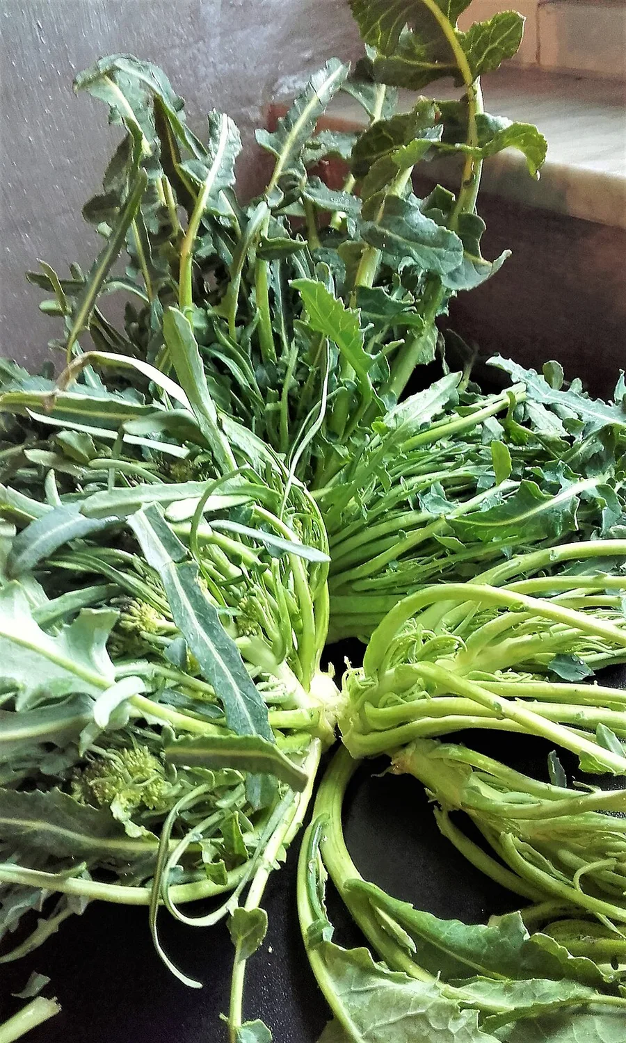 Broccolo Fiolaro di Creazzo, prodotto del Veneto
