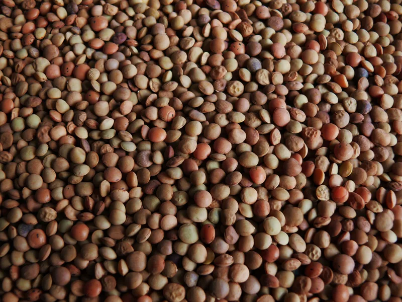 Lenticchie di Castelluccio, prodotto dell'Umbria