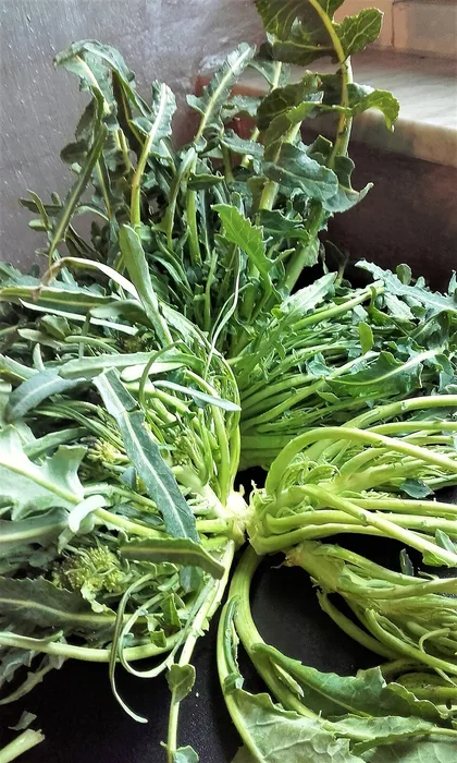 Broccolo Fiolaro di Creazzo, prodotto del Veneto