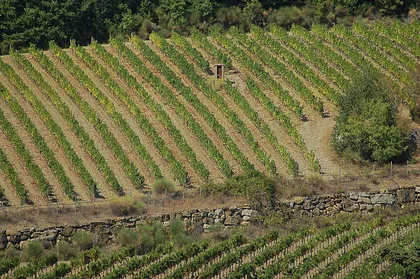 Chianti Classico, vino della Toscana