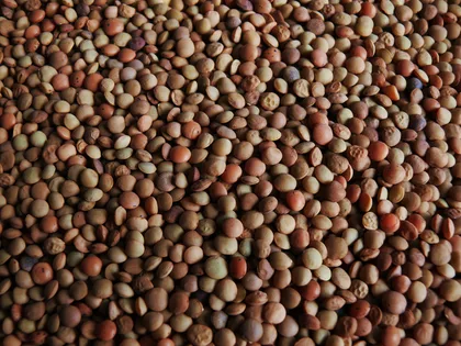 Lenticchie di Castelluccio, prodotto dell'Umbria