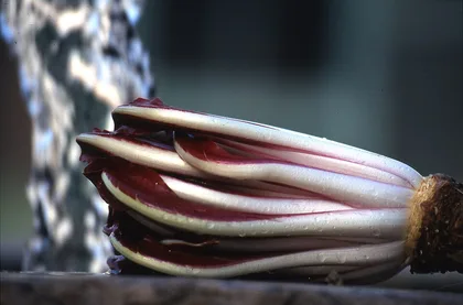Radicchio Rosso di Treviso, prodotto del Veneto