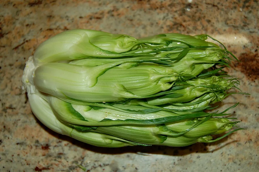 Cespi di puntarelle interi al banco di un mercato, prima della mondatura